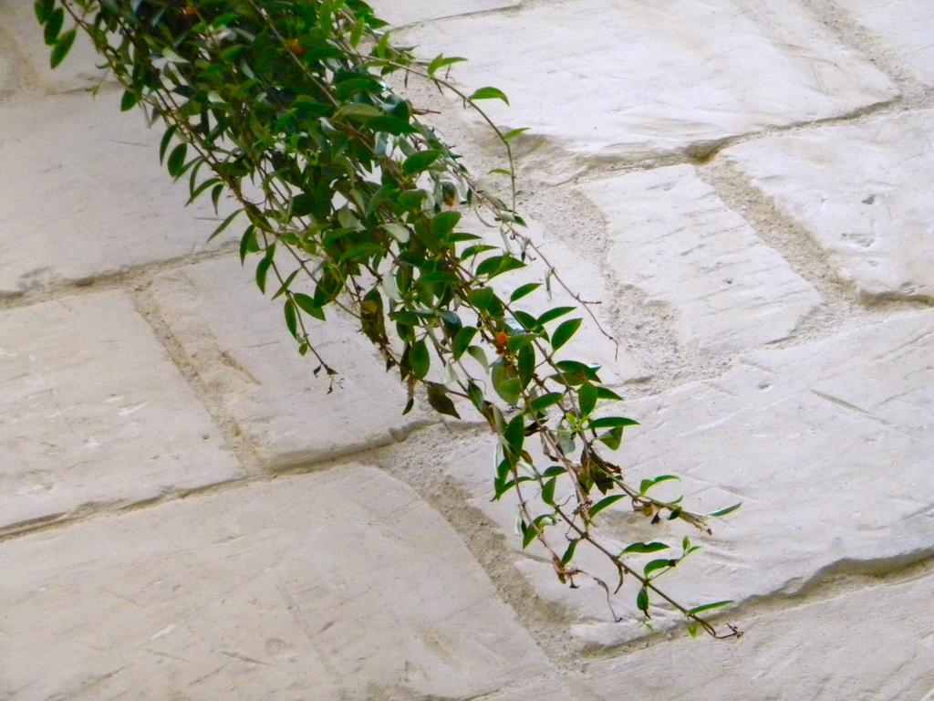 Bed & Breakfast Alvino And Breakfast Lecce